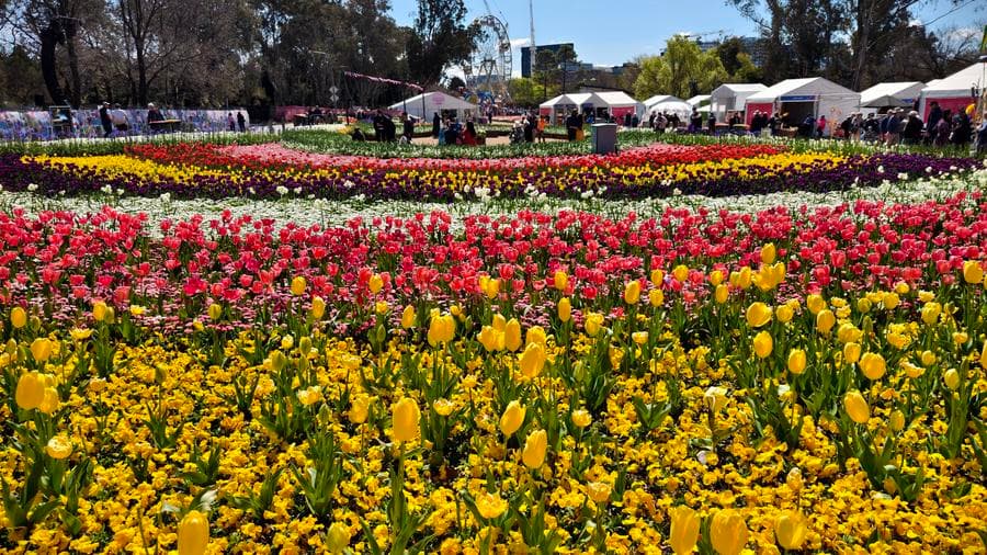 สีสันงาน 'เทศกาลดอกไม้' นานาพันธุ์ในออสเตรเลีย
