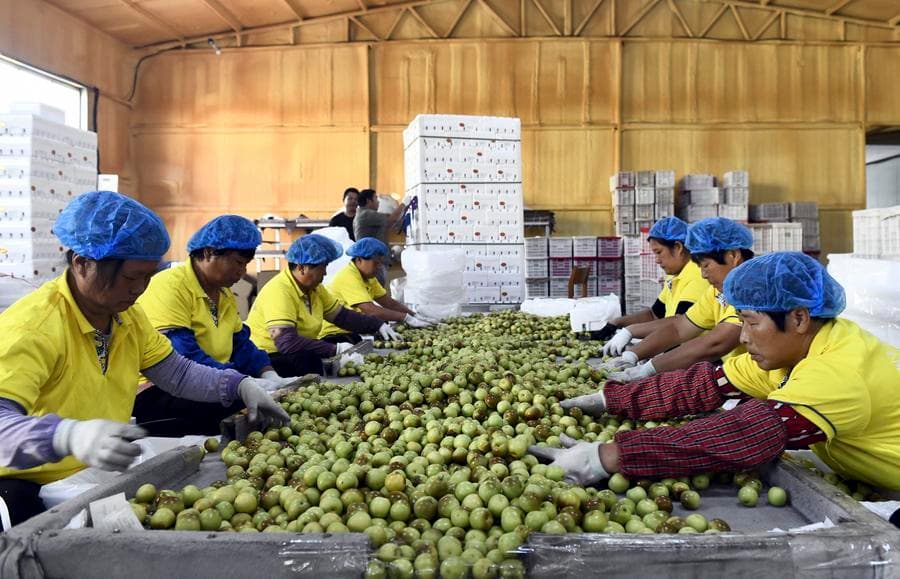 เกษตรกรเก็บเกี่ยว 'พุทราตงจ่าว' เร่งส่งออกต่างแดน