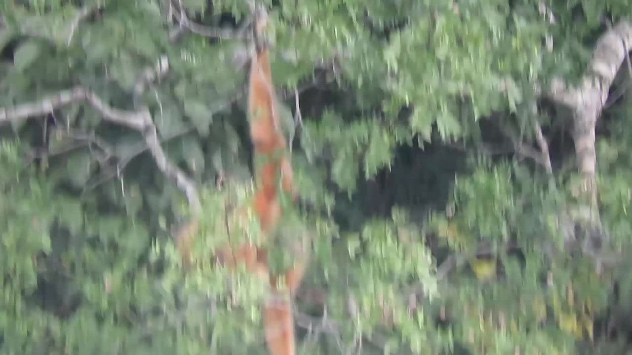 กว่างซีจับภาพลูก 'ชะนีหงอนดำตะวันออก' เกิดใหม่