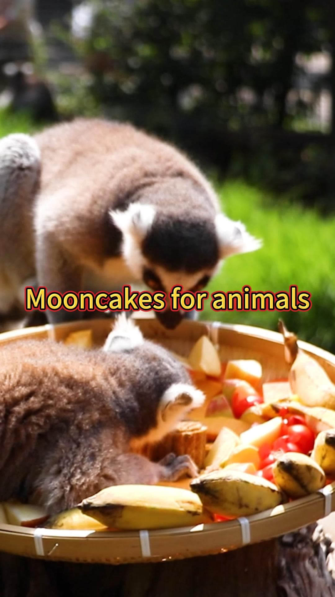 ยูนนานเสิร์ฟ 'ขนมไหว้พระจันทร์' สูตรพิเศษแก่เหล่าสัตว์