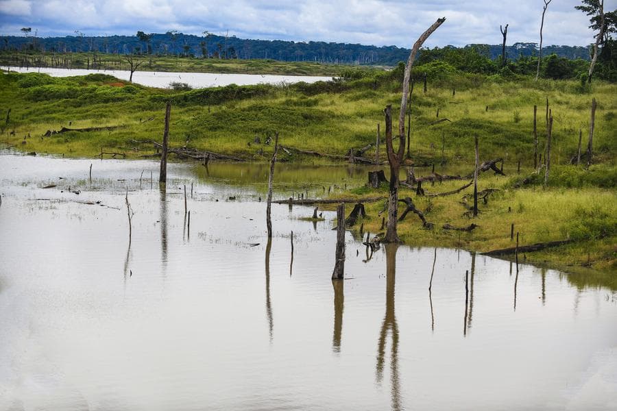 อุทยาน 'เด็งเด็ง' ในแคเมอรูน บ้านของเหล่ากอริลลาที่ราบลุ่ม