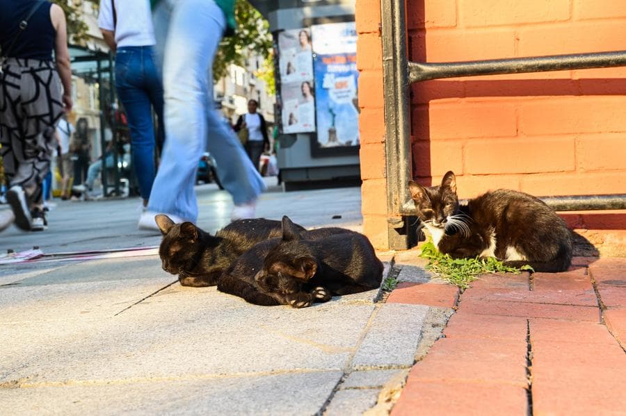 บุกดง 'สวนแมวเหมียว' ถิ่นนายท่านขาจรในอิสตันบูล