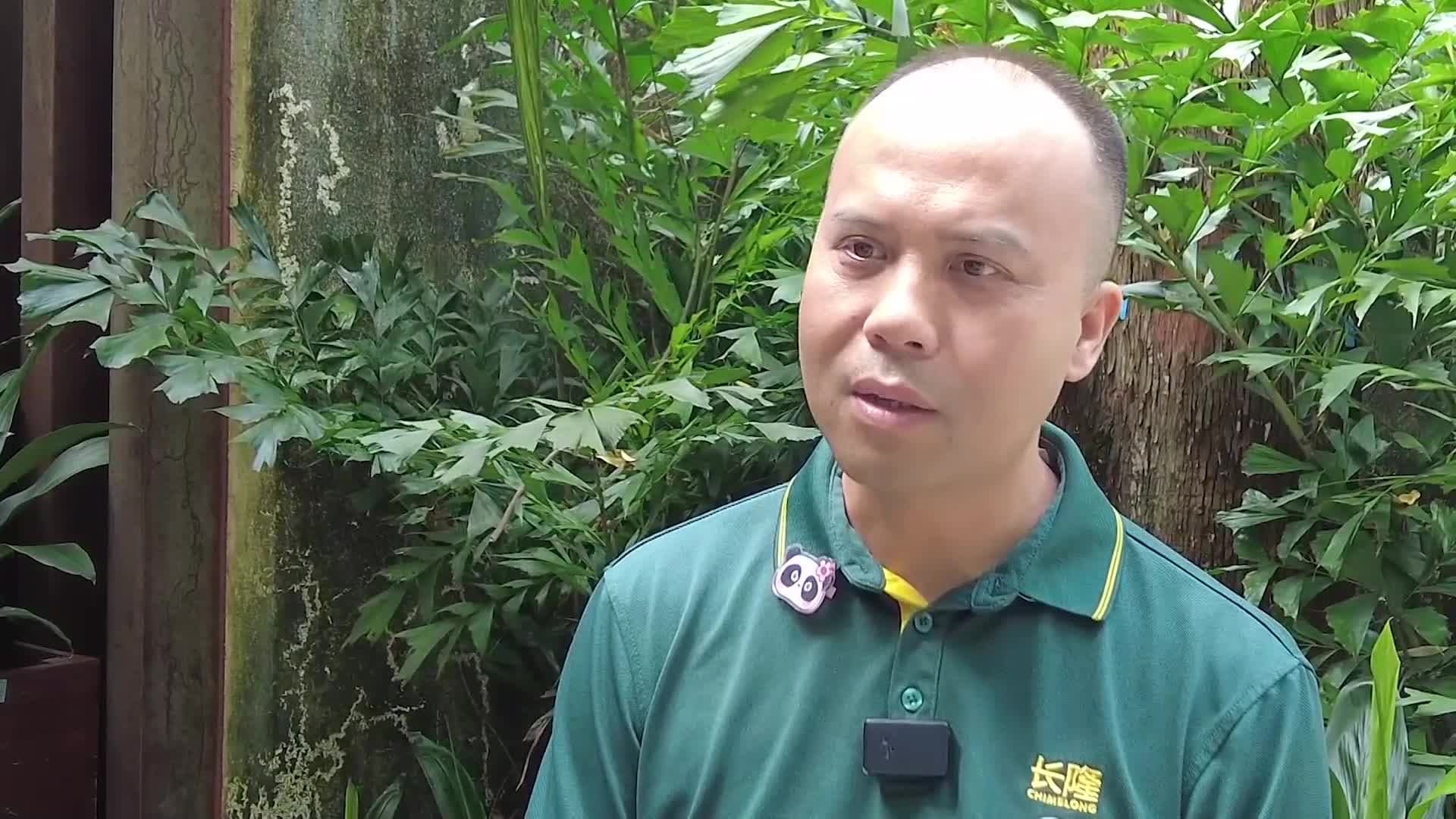 ลูกแพนด้า 'เม่ยจู' ฉลองวันเกิดอายุครบ 100 วัน ในกว่างโจว