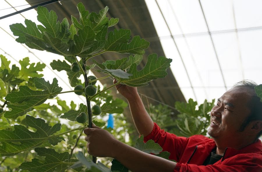 สารพัดผลิตภัณฑ์แปรรูป 'มะเดื่อ' ในซินเจียง