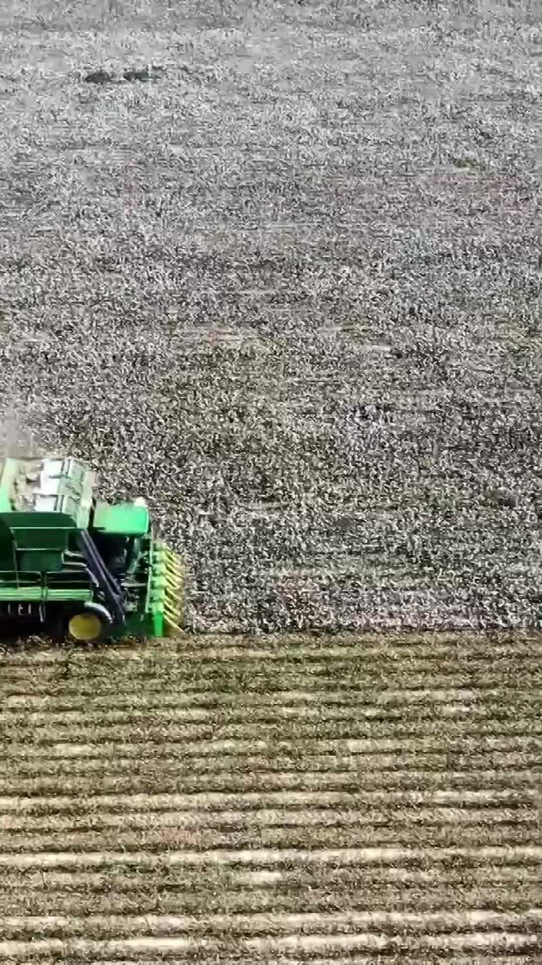 เครื่องจักรช่วยงานเก็บเกี่ยว 'ฝ้าย' ในซินเจียง