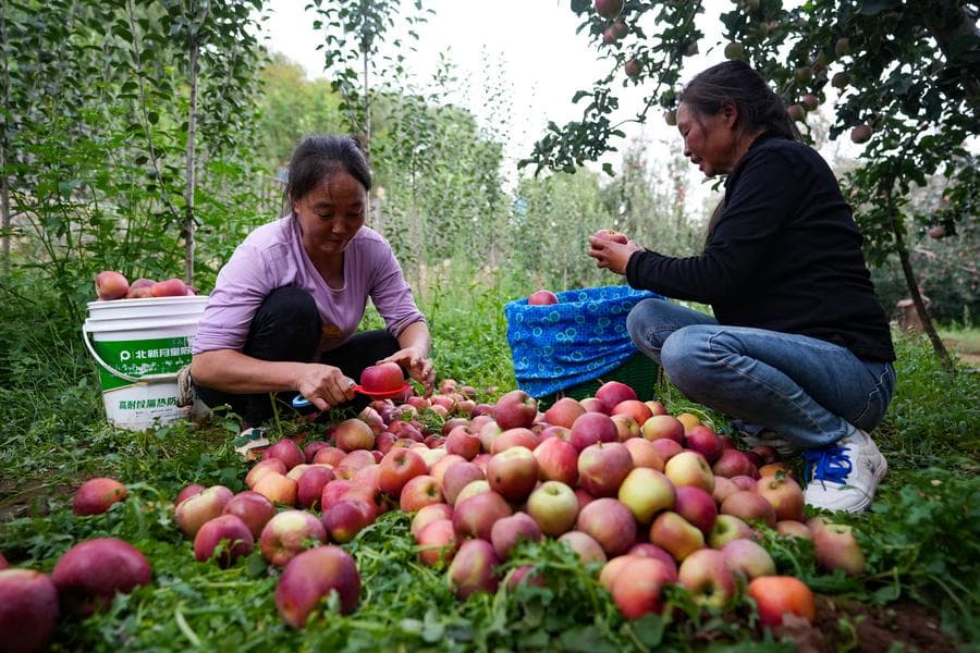 เกษตรกรจาวทงเก็บเกี่ยว 'แอปเปิล' ผลไม้สร้างรายได้ หนุนฟื้นฟูชนบท