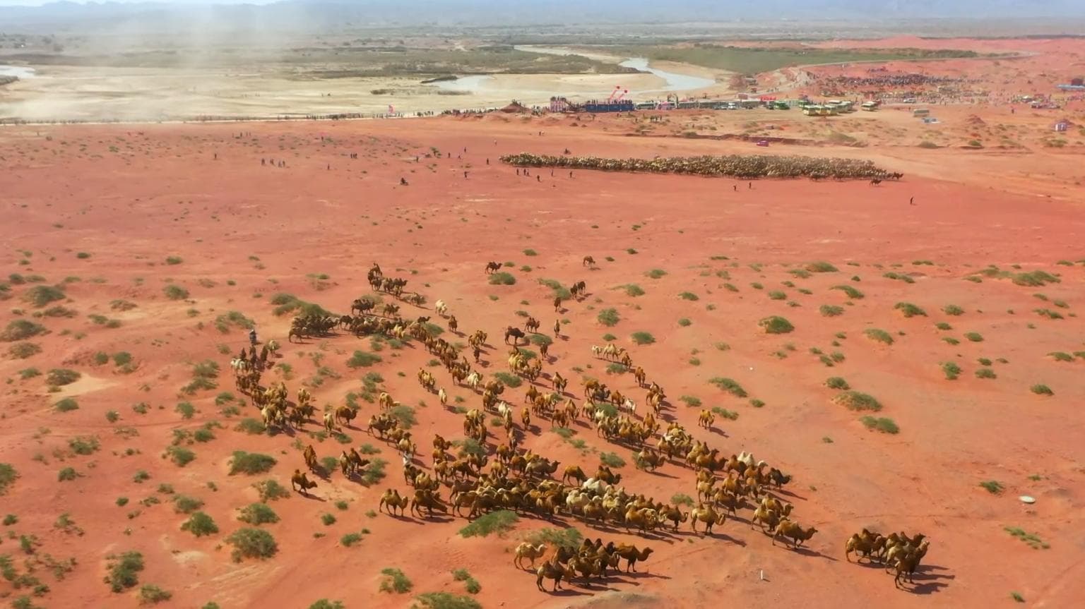 คาราวาน 'อูฐ' กว่าหมื่นตัว เดินท่องทะเลทรายในซินเจียง