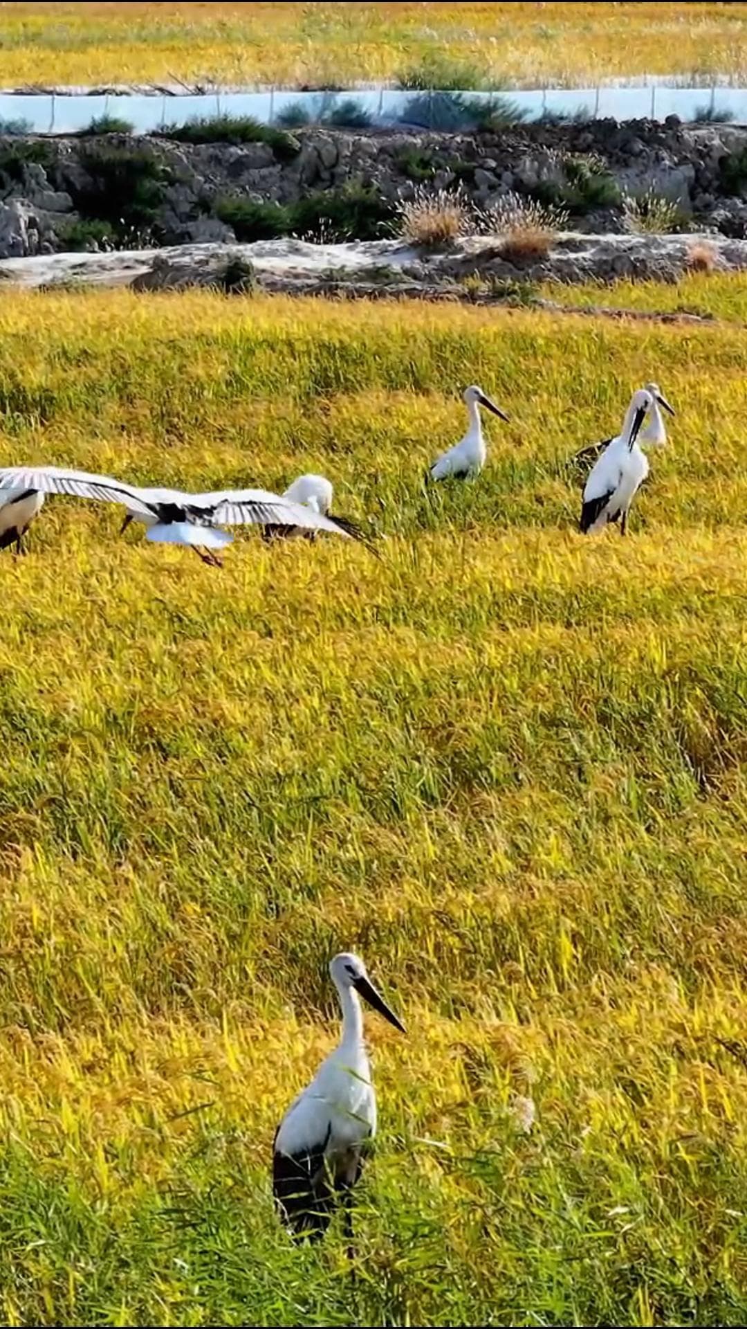 ฝูง 'นกกระสาขาวตะวันออก' โบยบินเยือนต้าอันในจี๋หลิน