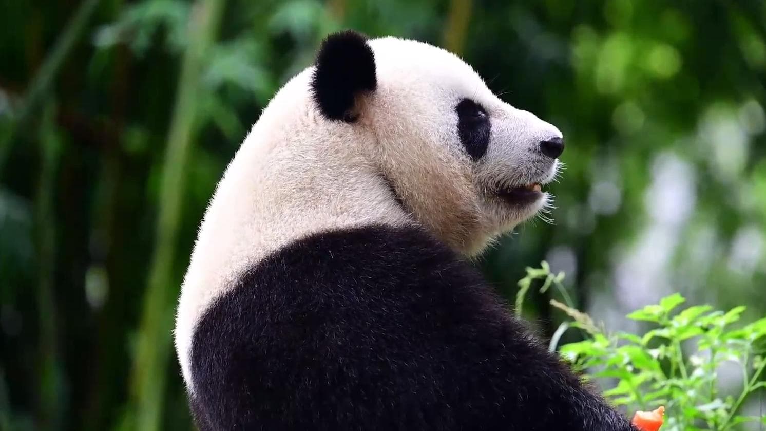 แผ่นดินใหญ่เตรียมส่ง '2 แพนด้ายักษ์' ให้ฮ่องกง