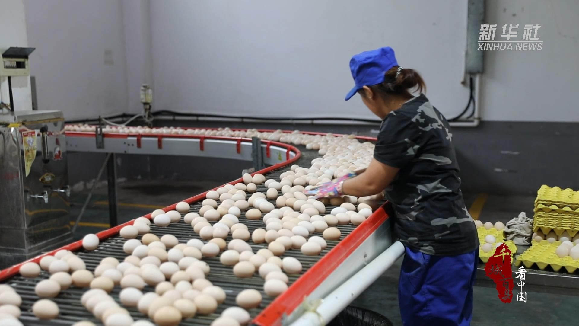 ผลผลิต 'ไข่' ฟองเล็ก ฟูมฟักอุตสาหกรรมใหญ่ในเหอเป่ย