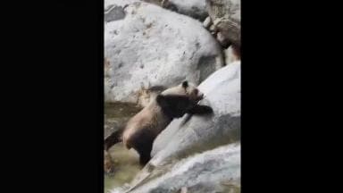 ฮึบเข้าเจ้าอ้วน! นักท่องเที่ยวจีนจับภาพ 'แพนด้าป่า' พยายามปีนหินข้ามแม่น้ำ