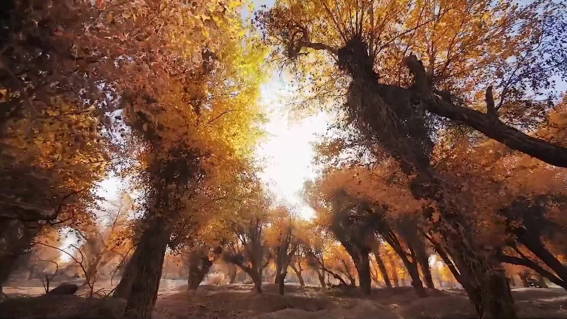 ฤดูผืน 'ป่าหูหยาง' เหลืองทองอร่าม งดงามราวภาพวาดในซินเจียง