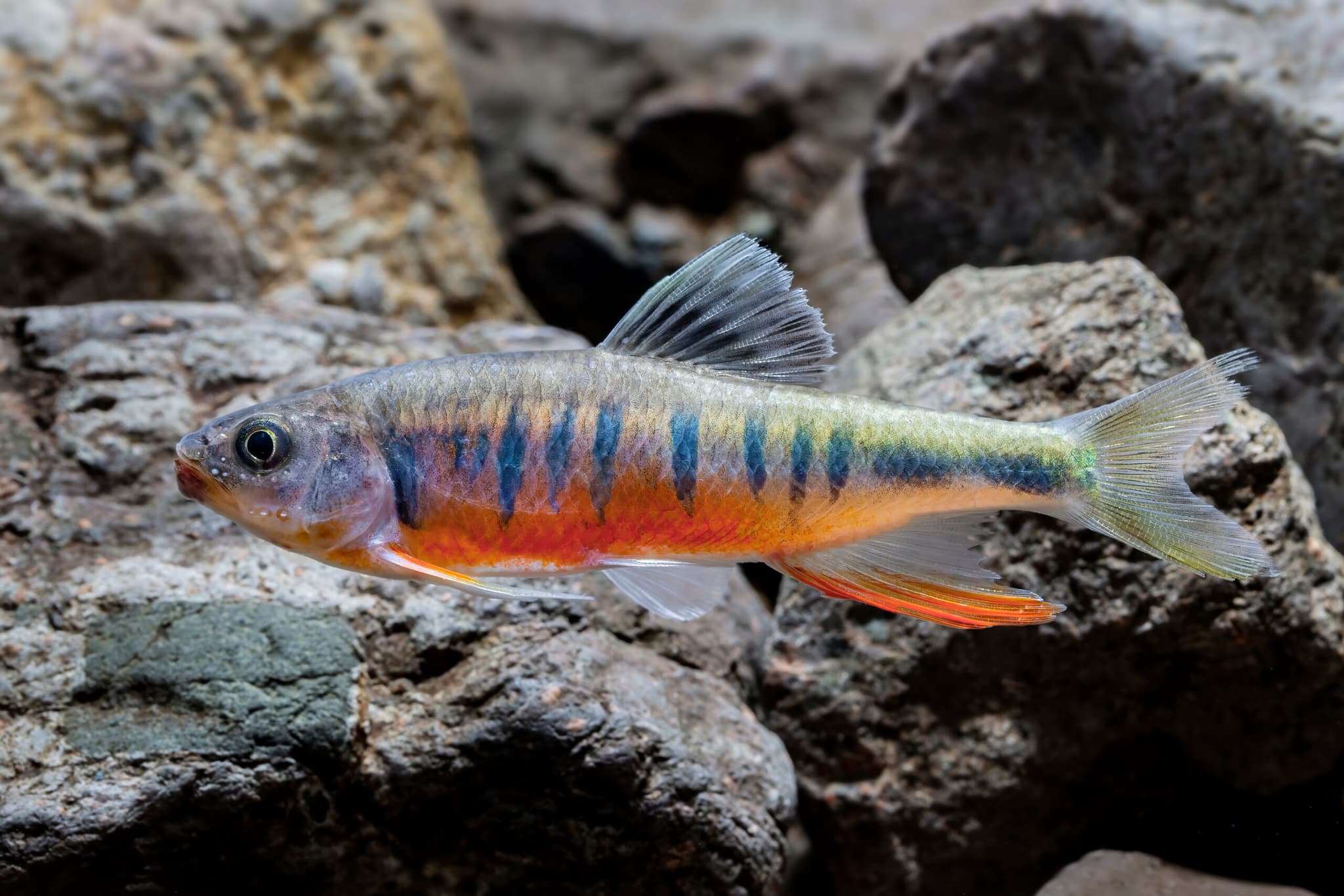 นักวิทย์จีนค้นพบ 'ปลาสายพันธุ์ใหม่' ในกวางตุ้ง