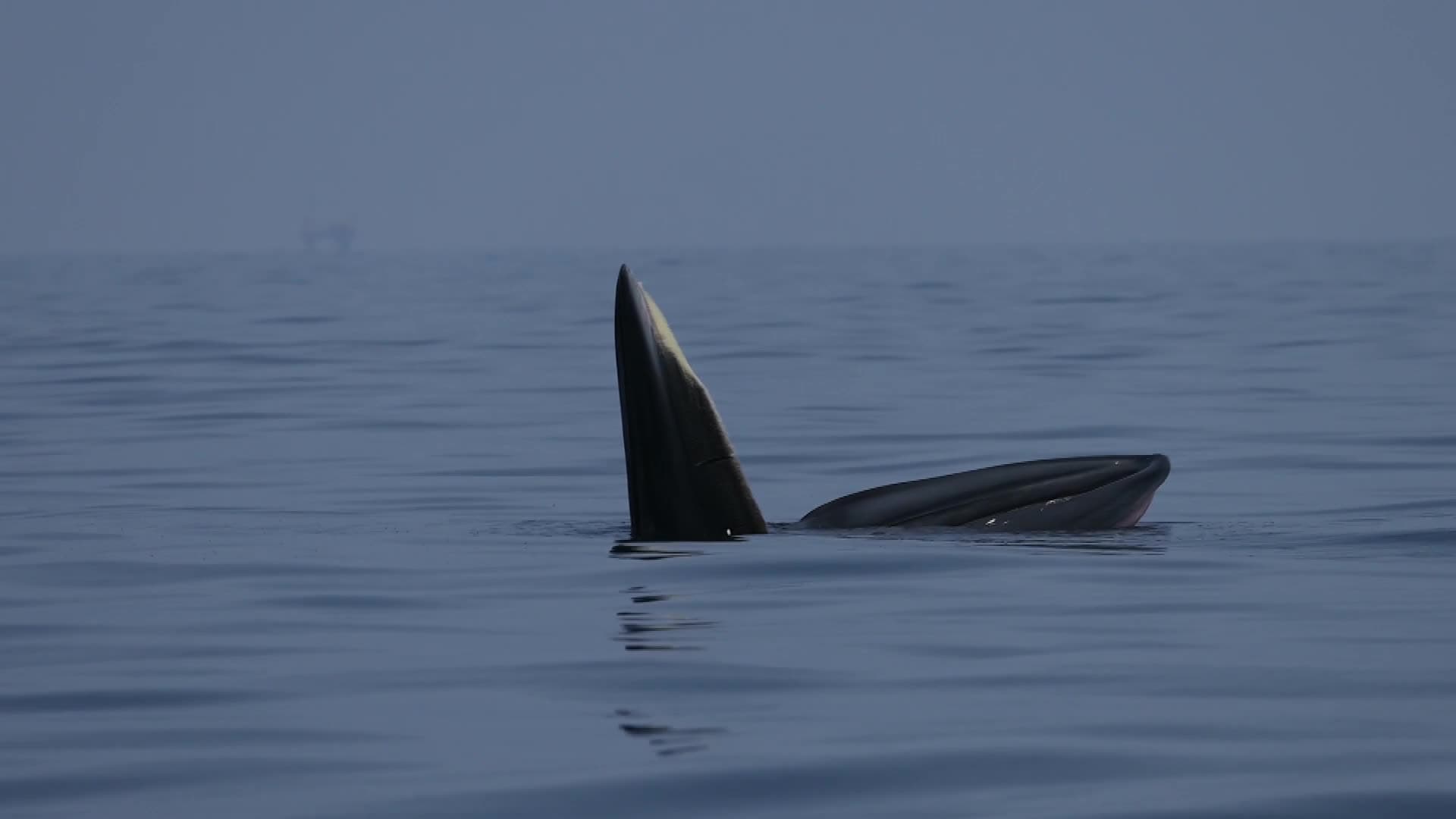 นักวิจัยพบ 'วาฬบรูด้า' โชว์ตัวรับ 'ไหว้พระจันทร์' ในกว่างซี