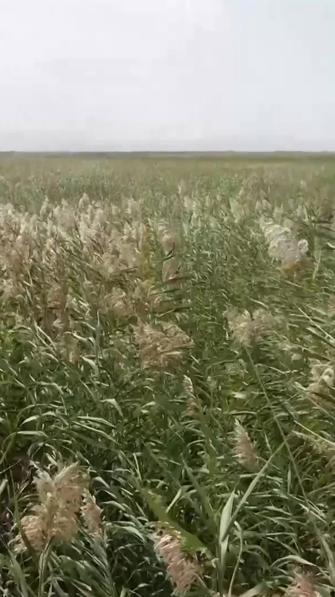 ดอกกก' ผลิบาน ที่ทะเลสาบโป๋ซือเถิงในซินเจียง