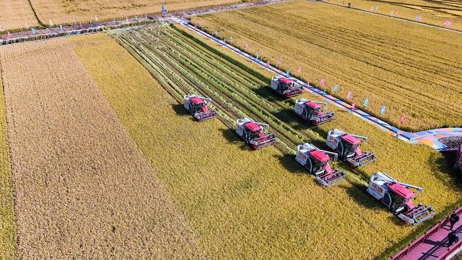 เกษตรกรขับรถจักรลุยงานเกี่ยวข้าวในเฮยหลงเจียง