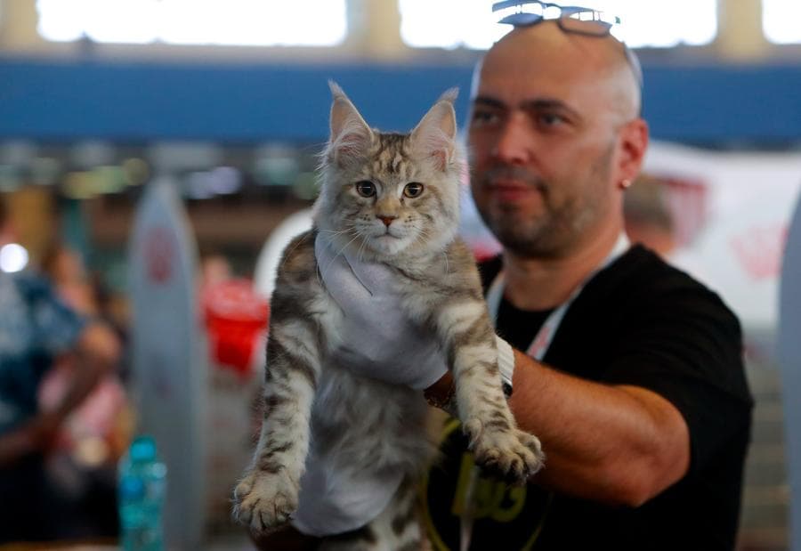 เหมียวชิงมง 'แมวงาม' ในโรมาเนีย