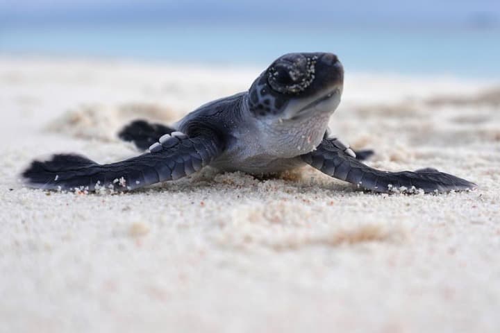 Asia Album : เยือนแหล่งอาศัย-วางไข่ 'เต่าตะนุ' ในอินโดฯ