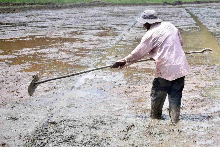 Asia Album : ชาวนาศรีลังกาลุยงานไถพรวน-หว่านเมล็ดกลางทุ่ง