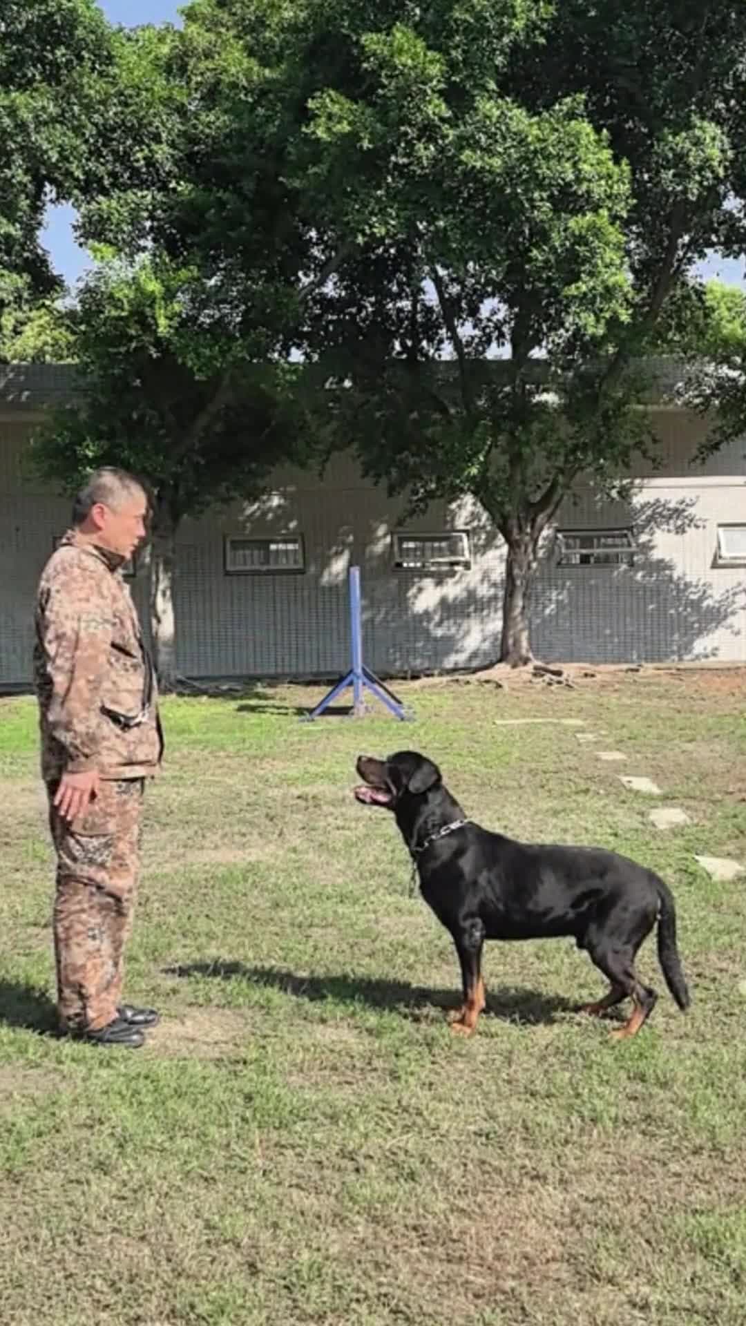 ร็อตไวเลอร์โชว์ทักษะ 'สุนัขตำรวจ' เชื่อฟังคำสั่งในฉงชิ่ง