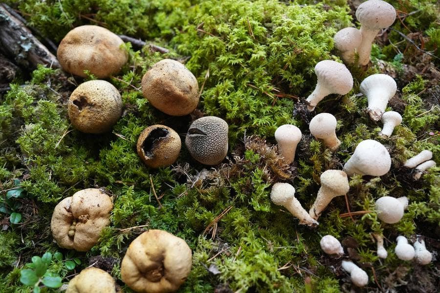 ลัตเวียจัดแสดงนิทรรศการ 'เห็ด' น้อยใหญ่นานาชนิด