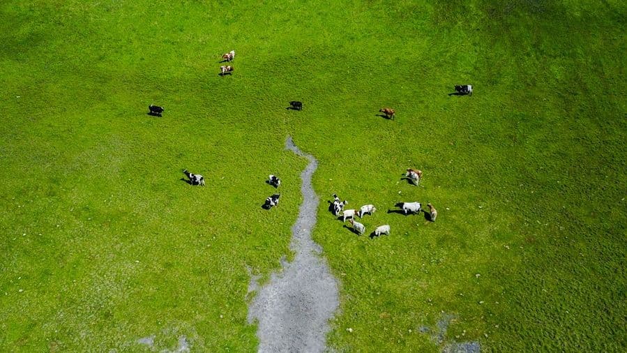 แบรนด์นมจีน ‘เหมิงหนิว’ เปิดตัวโครงการวิจัยพัฒนาเกษตร-เลี้ยงสัตว์อย่างยั่งยืน