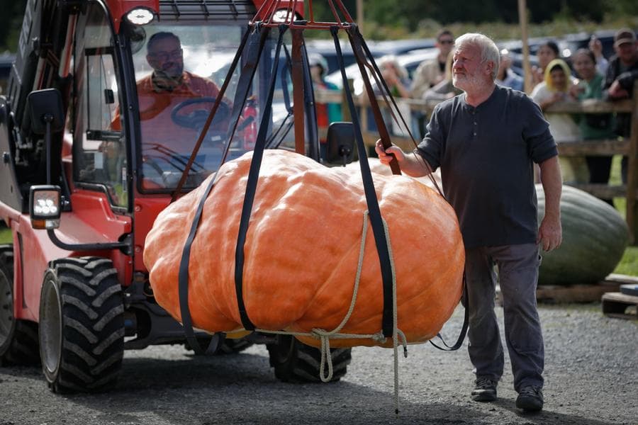 ประชัน 'ฟักทอง' ยักษ์ในแคนาดา อันดับหนึ่งหนักกว่า 500 กก.