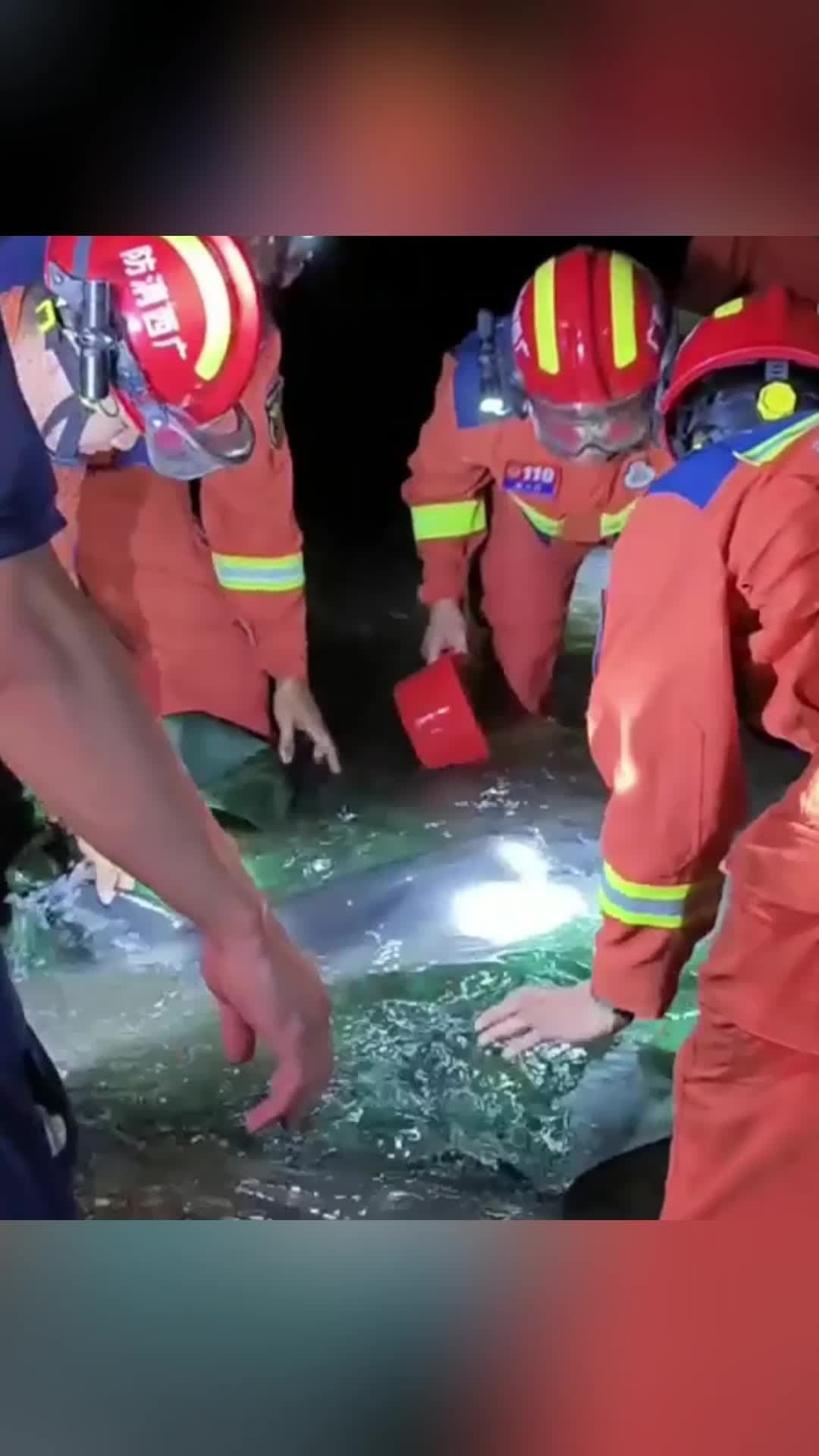 กว่างซีช่วยชีวิต 'โลมา' เกยตื้น กลับท้องทะเลปลอดภัย