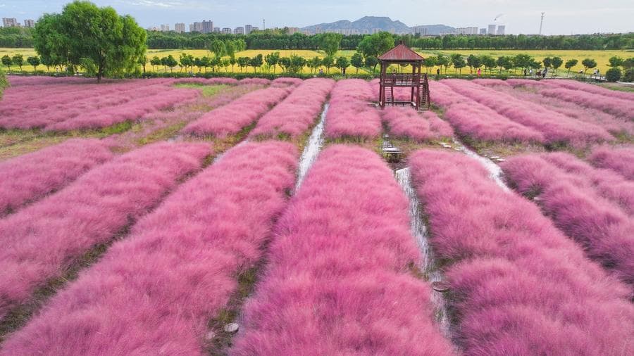 เที่ยวชม 'ทุ่งหญ้าสีชมพู' งดงามในเจียงซู