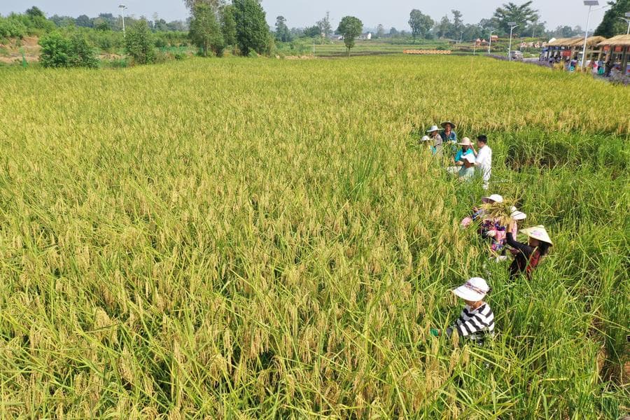 จีน-บรูไน เพิ่มความร่วมมือเทคโนโลยี 'ข้าวลูกผสม