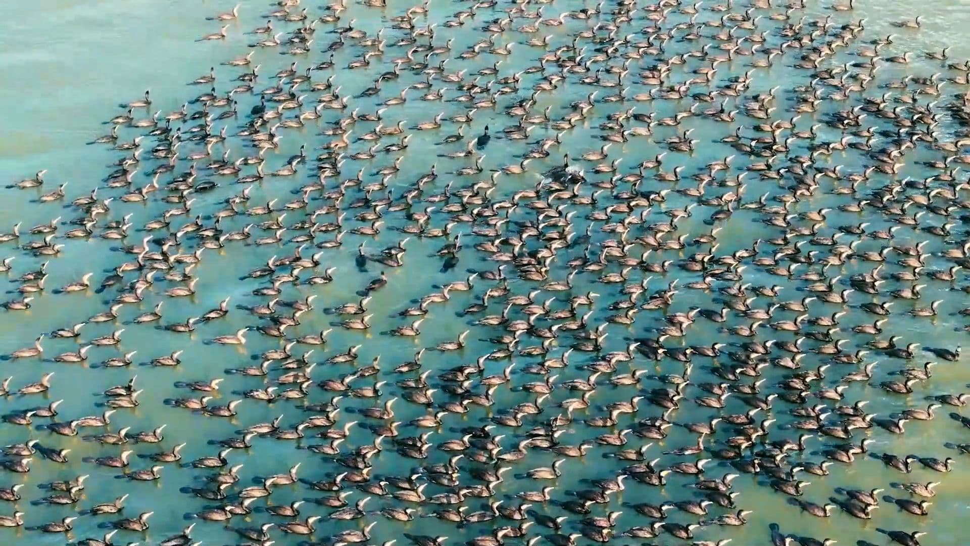 อ่าวเซินเจิ้นต้อนรับ 'นกกาน้ำป่า' แวะพักฝูงใหญ่