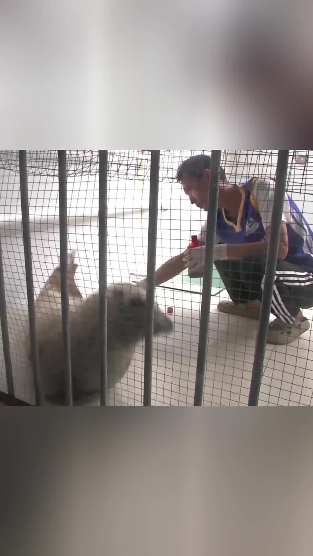 กว่างซีช่วยเหลือดูแล 'แมวน้ำลายจุด' บาดเจ็บ