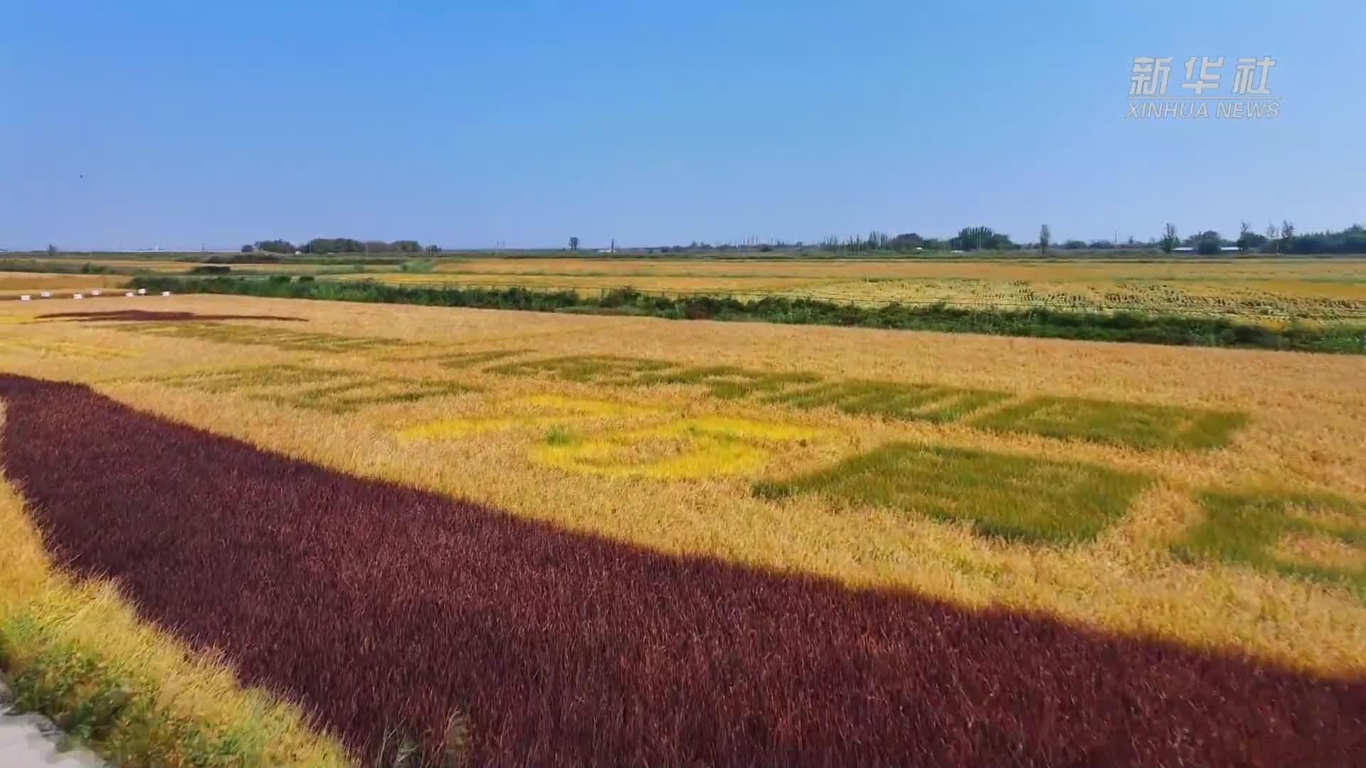 ผลงาน 'ภาพวาดบนนาข้าว' ในซินเจียง ร่วมฉลองวันชาติจีน