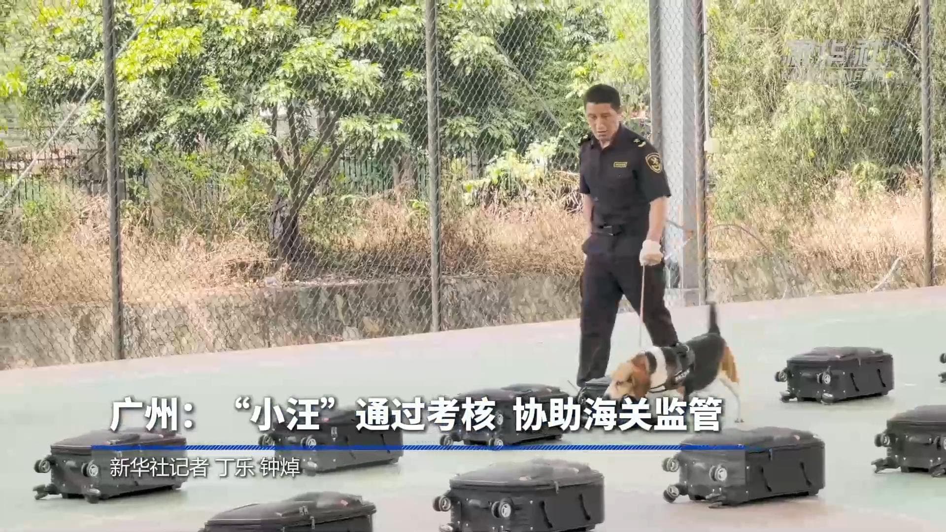 สองตูบ 'บีเกิล' ผ่านบททดสอบ สานต่องานศุลกากรในกวางตุ้ง