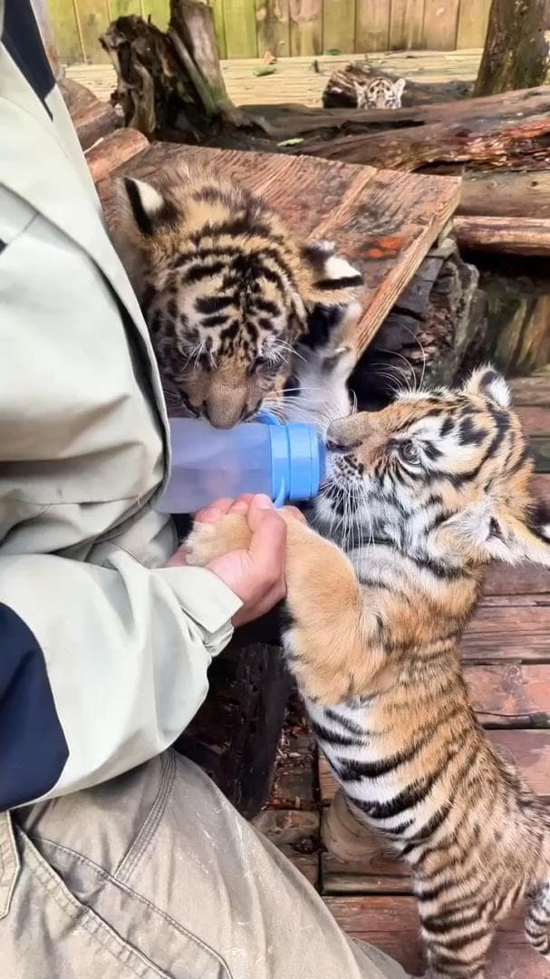 เอ็นดู! ลูกเสือตัวจ้อยเปิดศึก 'แย่งนมขวด' ในยูนนาน