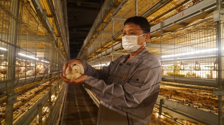 ซุนไคถิง : กูรูเลี้ยงไก่จากไทย ลุยงานดูแลฟาร์มในจีนเกือบ 20 ปี