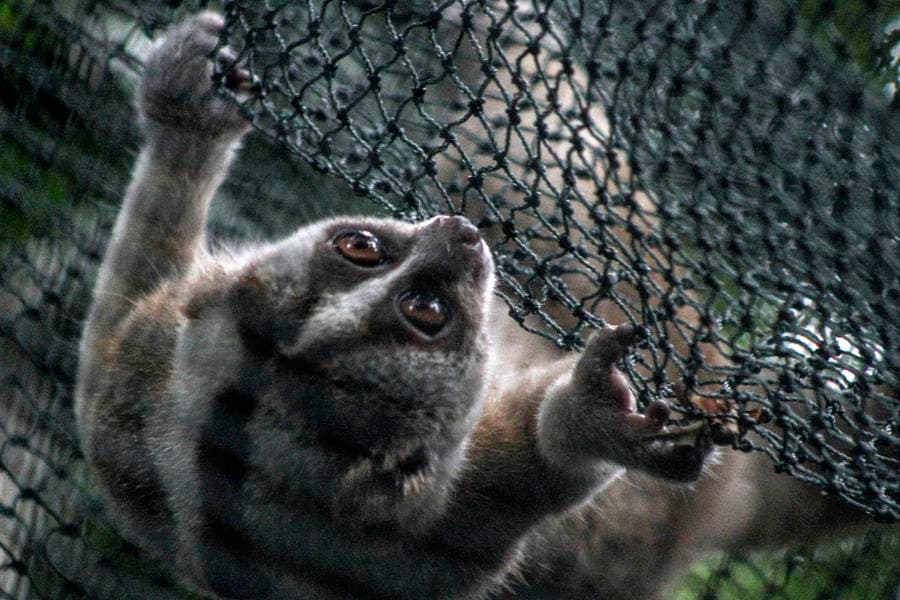 อินโดนีเซียปล่อย 'ลิงลมชวา' 10 ตัวคืนสู่ธรรมชาติ