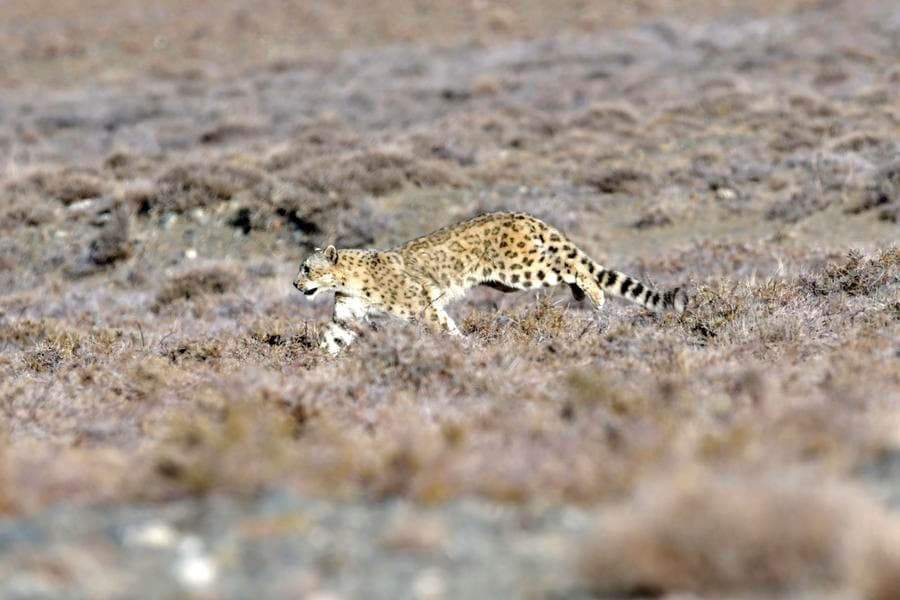 กานซู่จับภาพ 'เสือดาวหิมะ' ออกล่าเหยื่อกลางทุ่งหญ้า