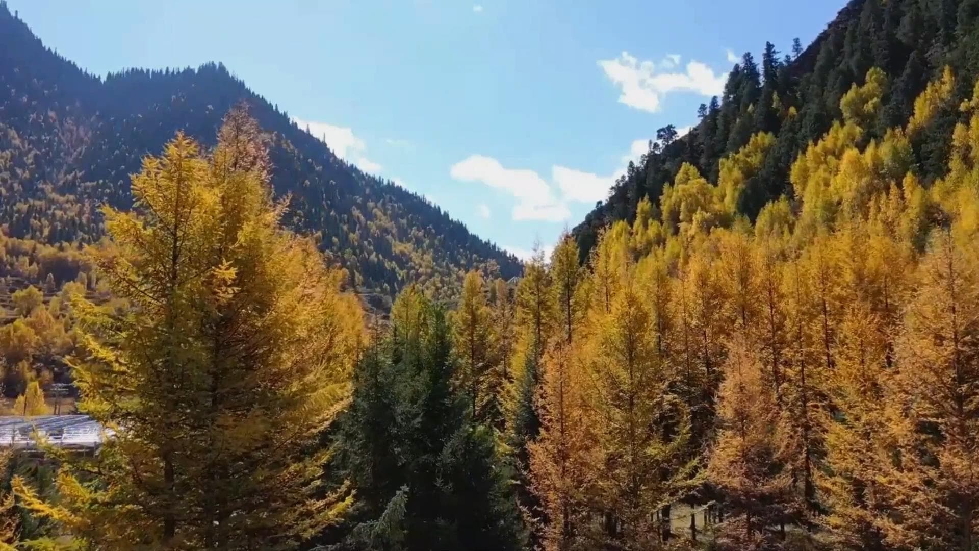 ฟาร์มป่าม่ายซิ่ว' ในชิงไห่ งดงามยามสารทฤดู