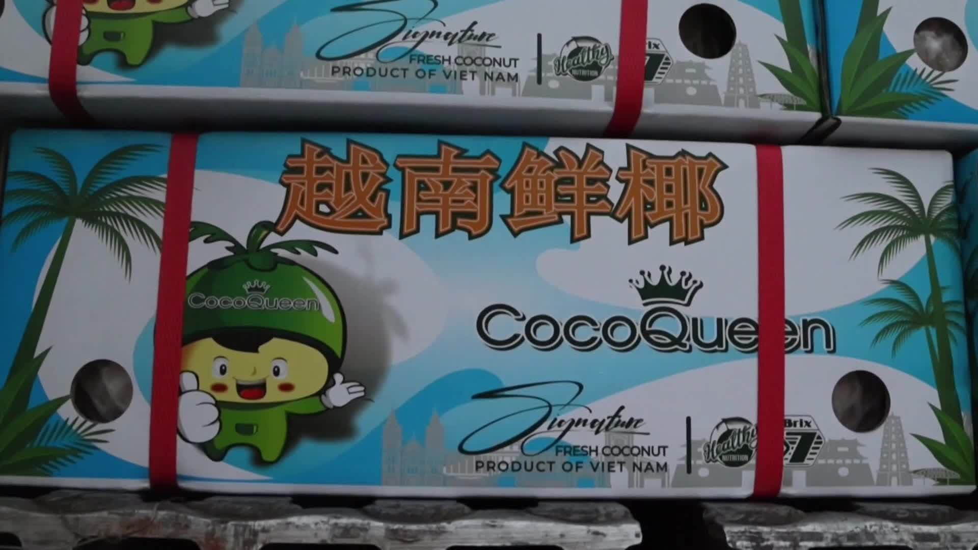 เวียดนามส่ง 'มะพร้าวสด' ป้อนตลาดจีนผ่านทางบกครั้งแรก