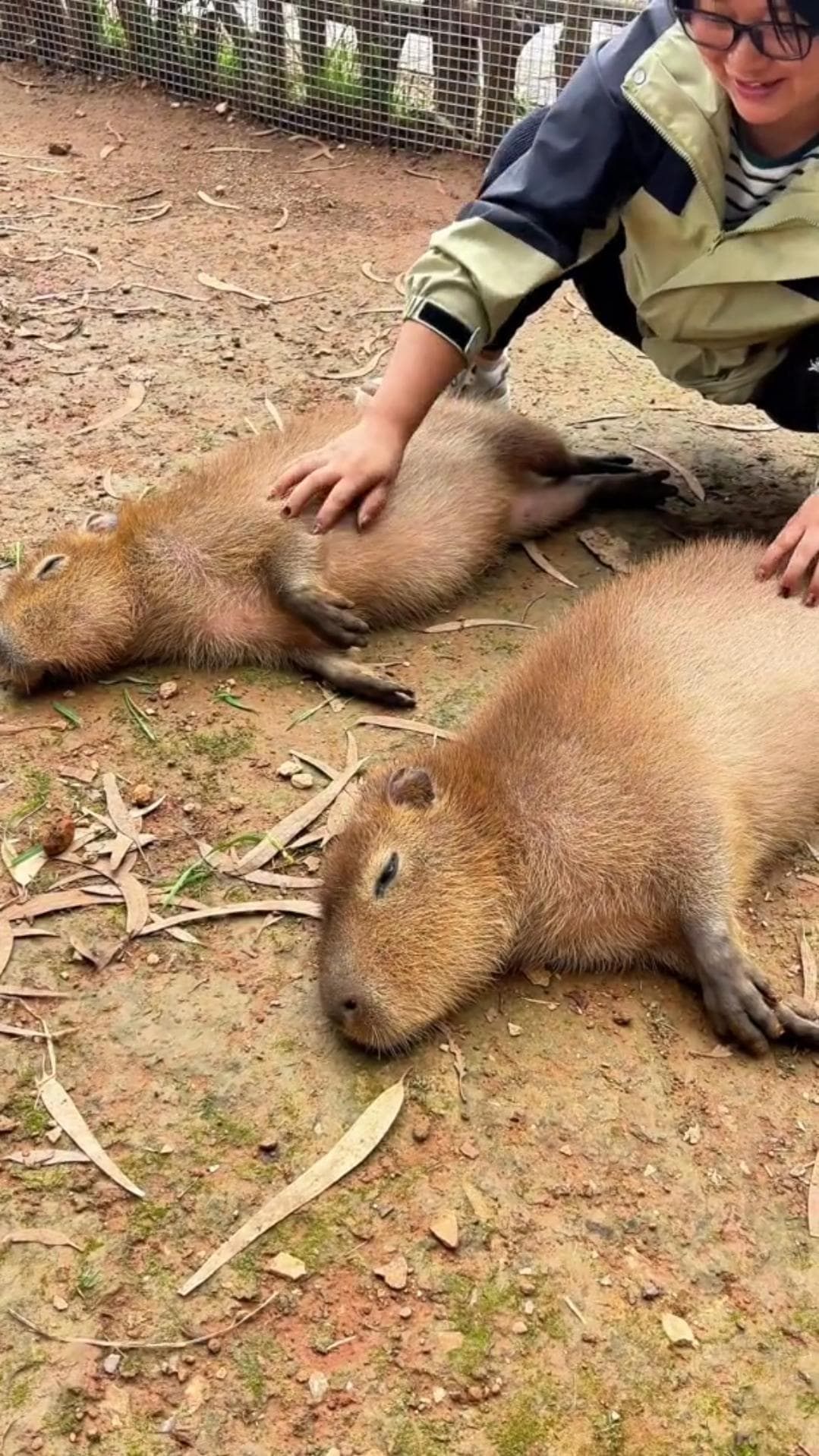 คาปิบารา' นอนตาปรือ ปล่อยนุดนวดพุงสบายใจเฉิบ