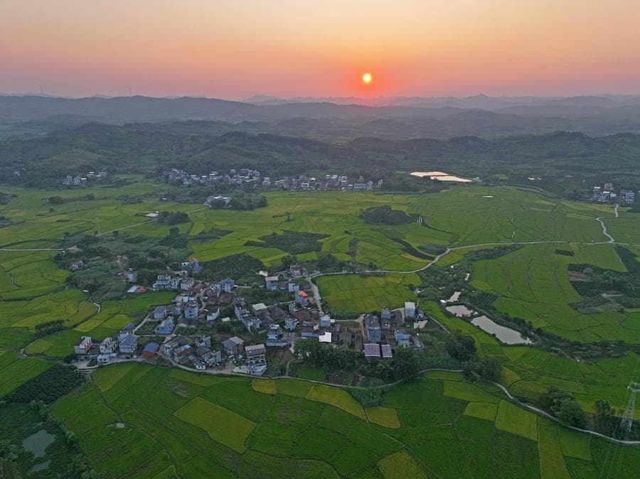 ทิวทัศน์ 'ทุ่งนา' เขียวชอุ่มในกว่างซี