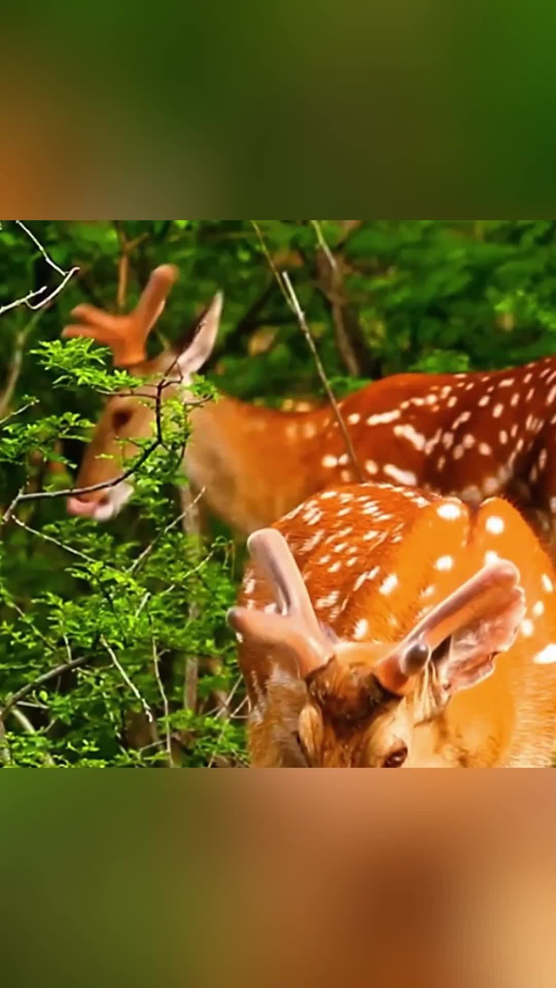 ฝูงกวางซิกา' เดินเตร่โชว์ตัวระยะประชิดในต้าเหลียน