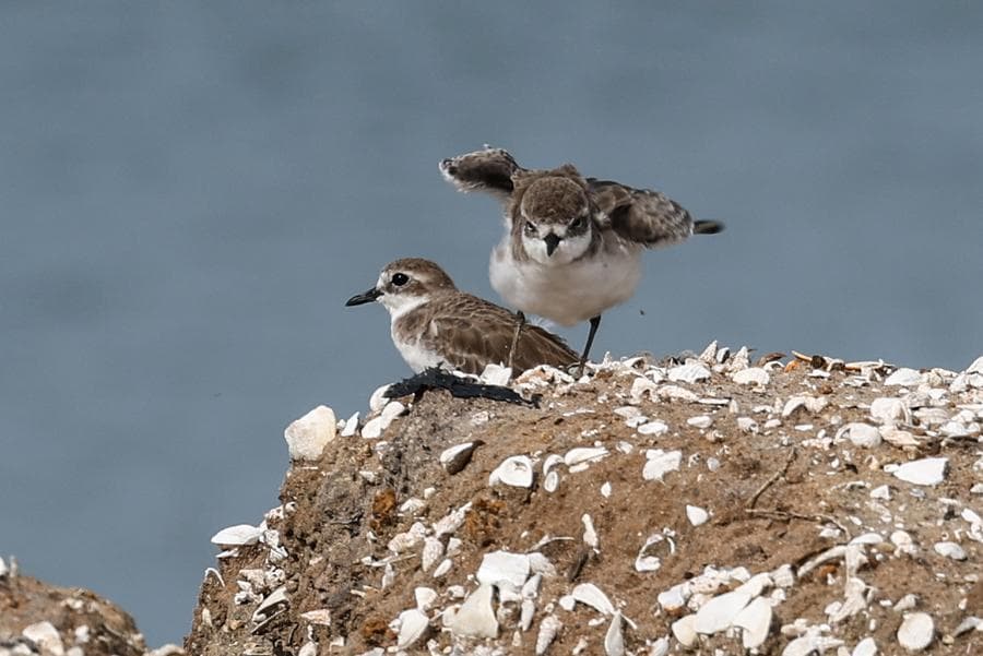 นกอพยพ' บินซุกหลบหนาวกลางอุทยานฯ ในไหหลำ