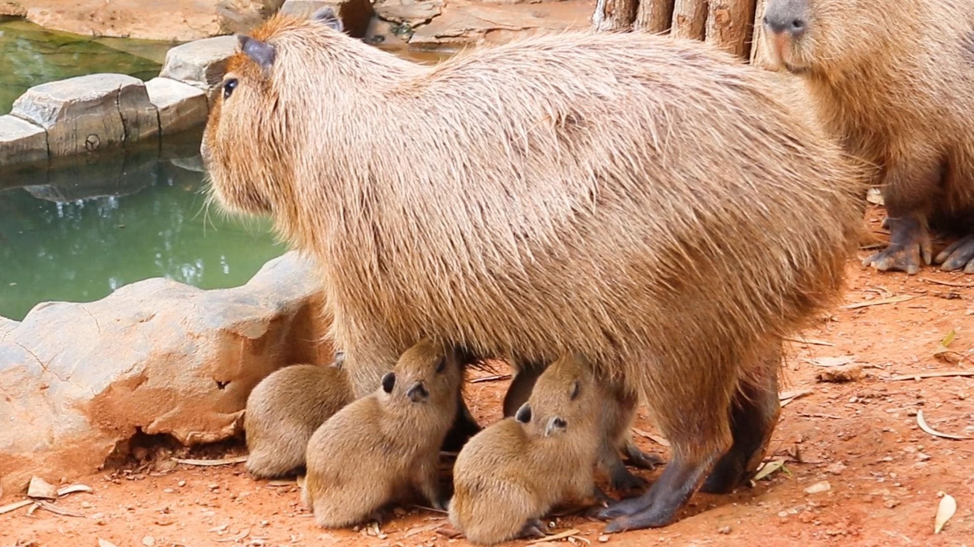 ส่องแก๊งแฝดห้า 'หมามะพร้าว' น่ารักชวนใจฟูในยูนนาน