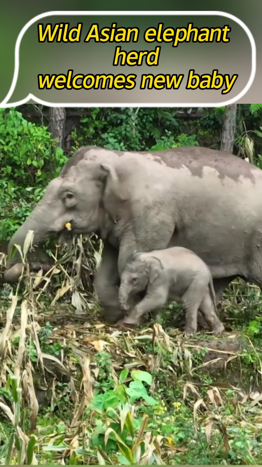 เอ็นดู! โขลงช้างป่าเอเชียต้อนรับ 'ลูกช้าง' เกิดใหม่ในยูนนาน