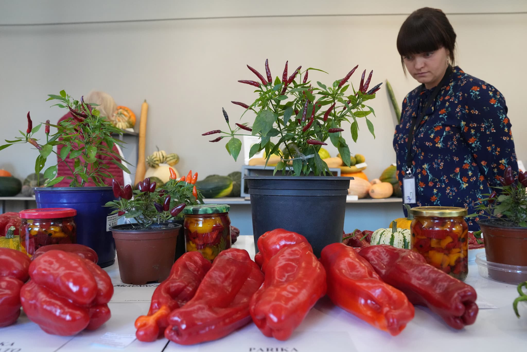 นิทรรศการ 'ฟักทอง-พริก' หลากพันธุ์ในลัตเวีย