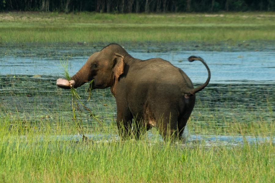 รถไฟบรรทุกน้ำมันตกราง หลังชนกับ 'ช้างป่า' ในศรีลังกา