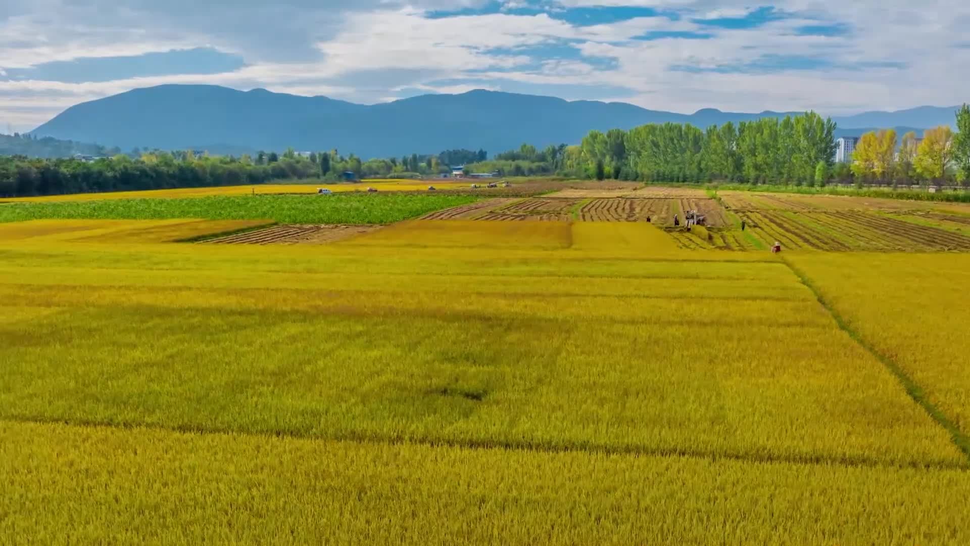 ชาวนาจีนขับรถเกี่ยวข้าว ลุยงานเก็บผลผลิตในยูนนาน