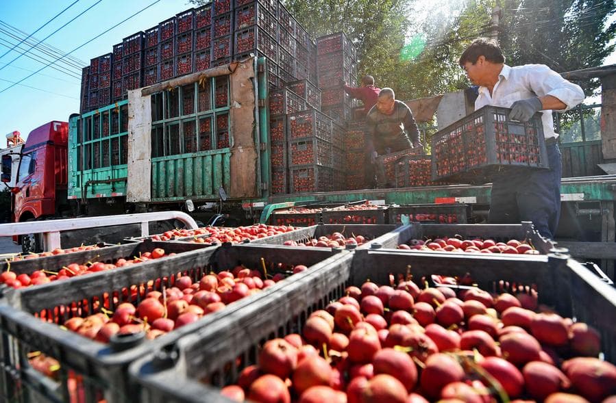 ชาวสวน 'ซานจา' ผลไม้สีแดง เร่งเก็บผลผลิตในจิ้นโจว